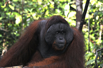 The adult male of the Orangutan.