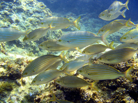 School of fish, Sarpa salpa, underwater in the mediterranean sea