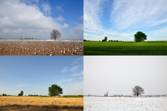 Four seasons tree