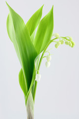 muguet