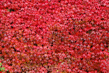 foglie di vite americana colorate di rosso in autunno