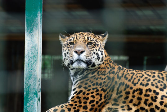 leopardo in gabbia allo zoo di Murazzano
