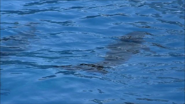 Delfin