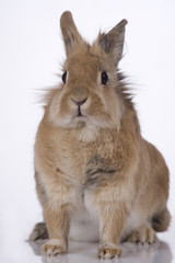 Obraz premium coniglio