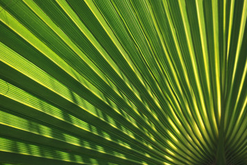 PALMITO, DETALLE DE HOJA DE CHAMAEROPS HUMILIS