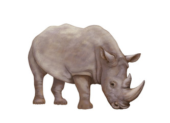 rinoceronte © lucio pepi