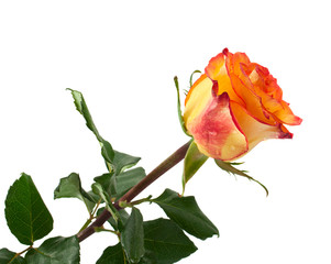 yellow rose