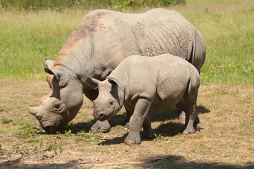 mother and baby rhino 8799 - 30621976