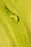 Goutte d'eau sur une feuille