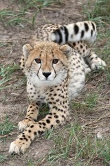 Cheetah Cub