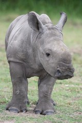 Obraz premium Baby Rhinoceros