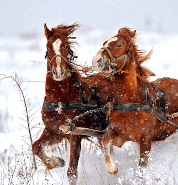 Horse