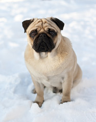 Pug dog on the snow