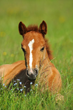 Horse, Playful kid of Horse, Foal on a lawn