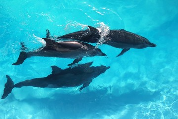 trois dauphins vue grand angle eau turquoise