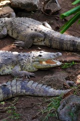 Crocodiles having a sun bath in South America