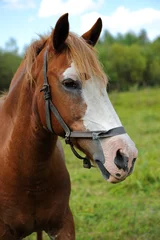 Fototapeten Horse © kyslynskyy