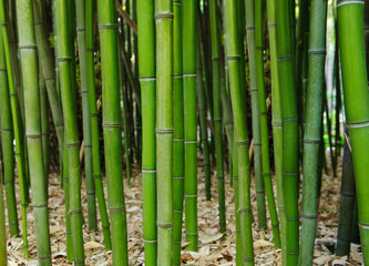 Naklejka premium Bamboo forest. Zen