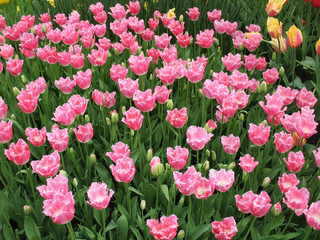 Tulips