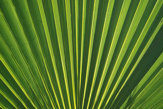 MACRO, HOJA. PALMITO, CHAMAEROPS HUMILIS