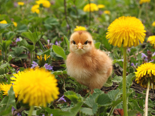 Chicken among dandelions