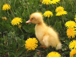 Duckling among dandelions
