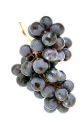 Grappe de raisin noir
