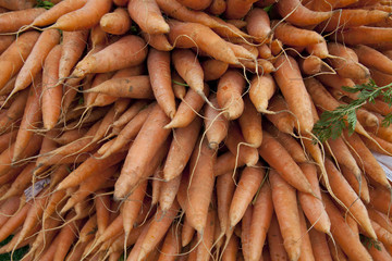 Möhren, Daucus, Apiaceae