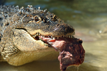 Caiman del Misisipi