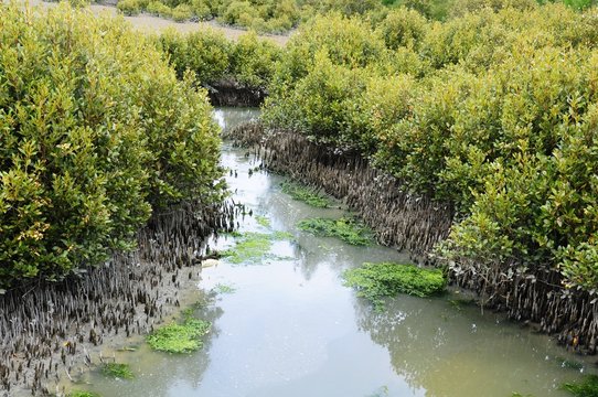 Mangroves, Avicennia marina australasica
