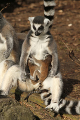 Ring-tailed lemur with two babies