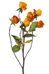 Obraz premium yellow dry roses on a white background