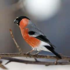 Bullfinch male and branch sprouts