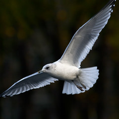 Herring gull close up in fly