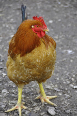 Coq