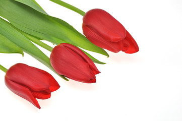 czerwone tulipany na białym tle - obrazy, fototapety, plakaty