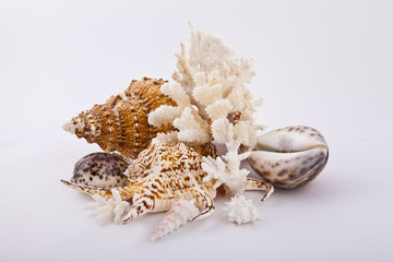 Obraz premium shells