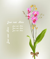 Greeting card with a orchid