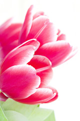 Fototapeta na wymiar red tulip petals