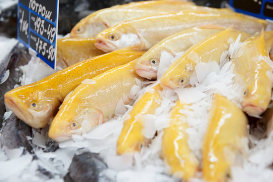 Yellow trout on fish market display