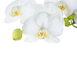 Fototapeta na wymiar Piękne White Orchid Granicznej. Samodzielnie na białym tle