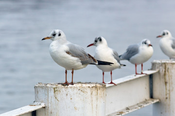 gulls