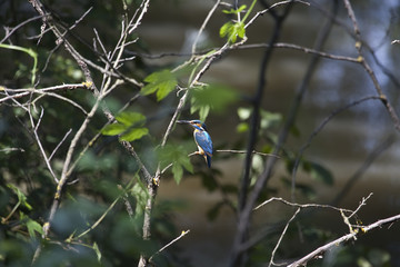 kingfisher among green branches