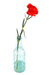 Red carnation