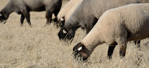 Obraz premium Suffolk Sheep