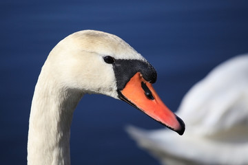 swan