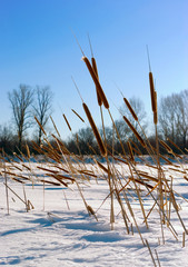 Fototapeta premium Cattails (Typha) at frozen winter forest lake