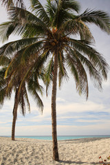 Palm Trees Varadero Beach Cuba