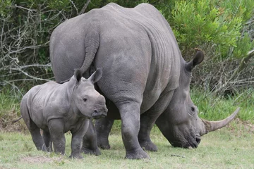 Foto op Plexiglas Baby Rhinoceros and Mom © Duncan Noakes