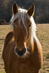 Obraz premium cheval 07